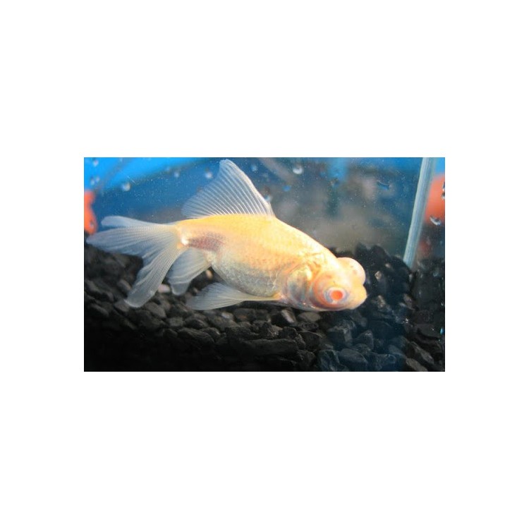 Carassius auratus l.f. red eye telescop albino - imagine 3